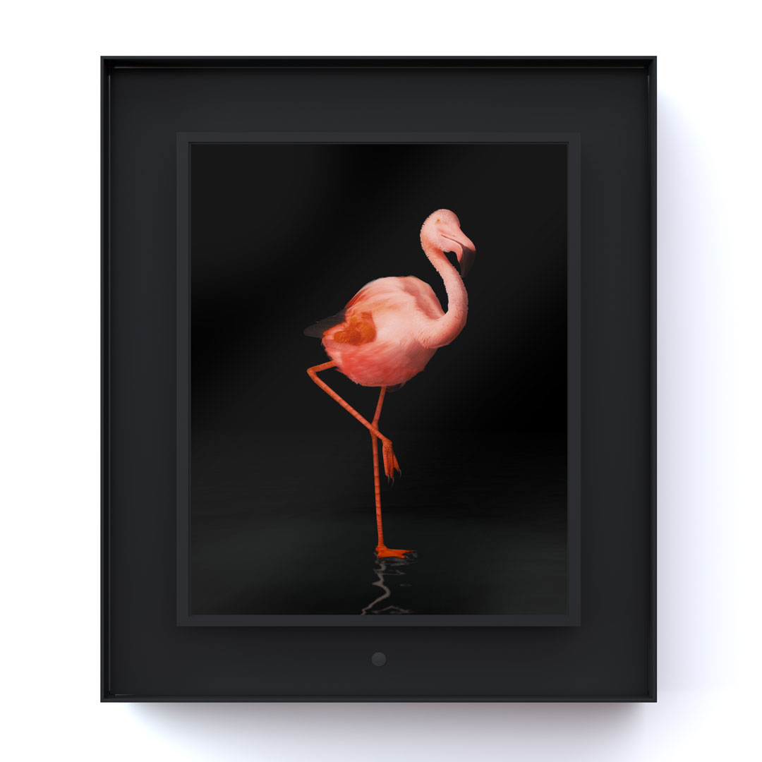 Ruffled: Greater Flamingo