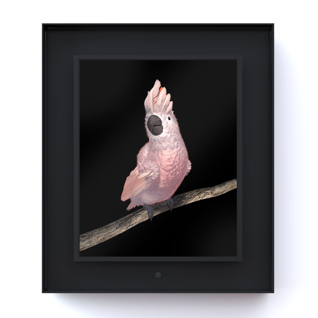Ruffled: Salmon Crested Cockatoo