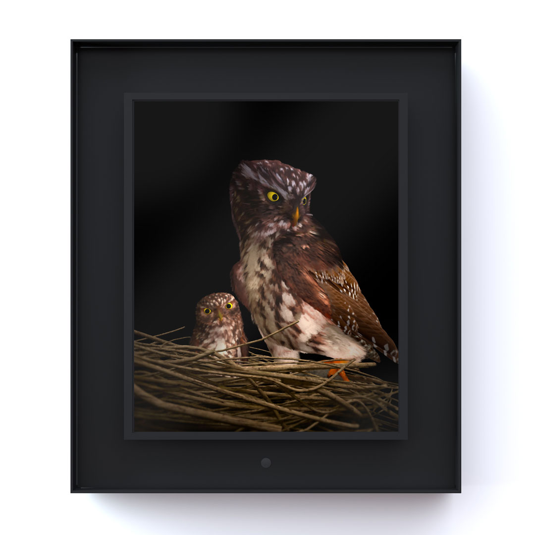 Ruffled: Pygmy Owl