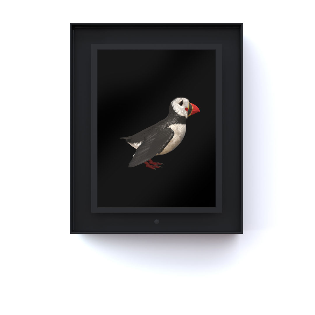 Ruffled: Atlantic Puffin