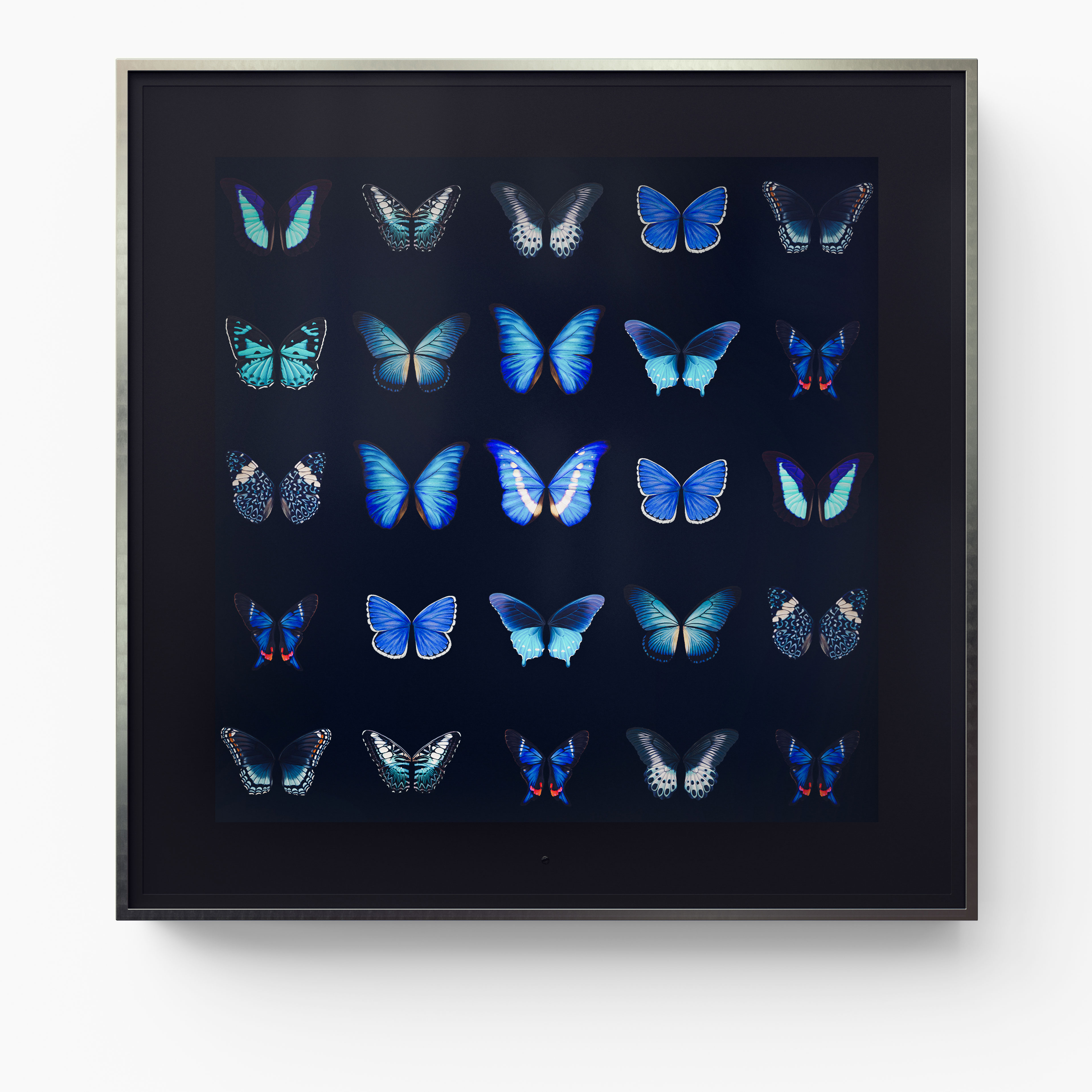 Metamorphosis: Primary