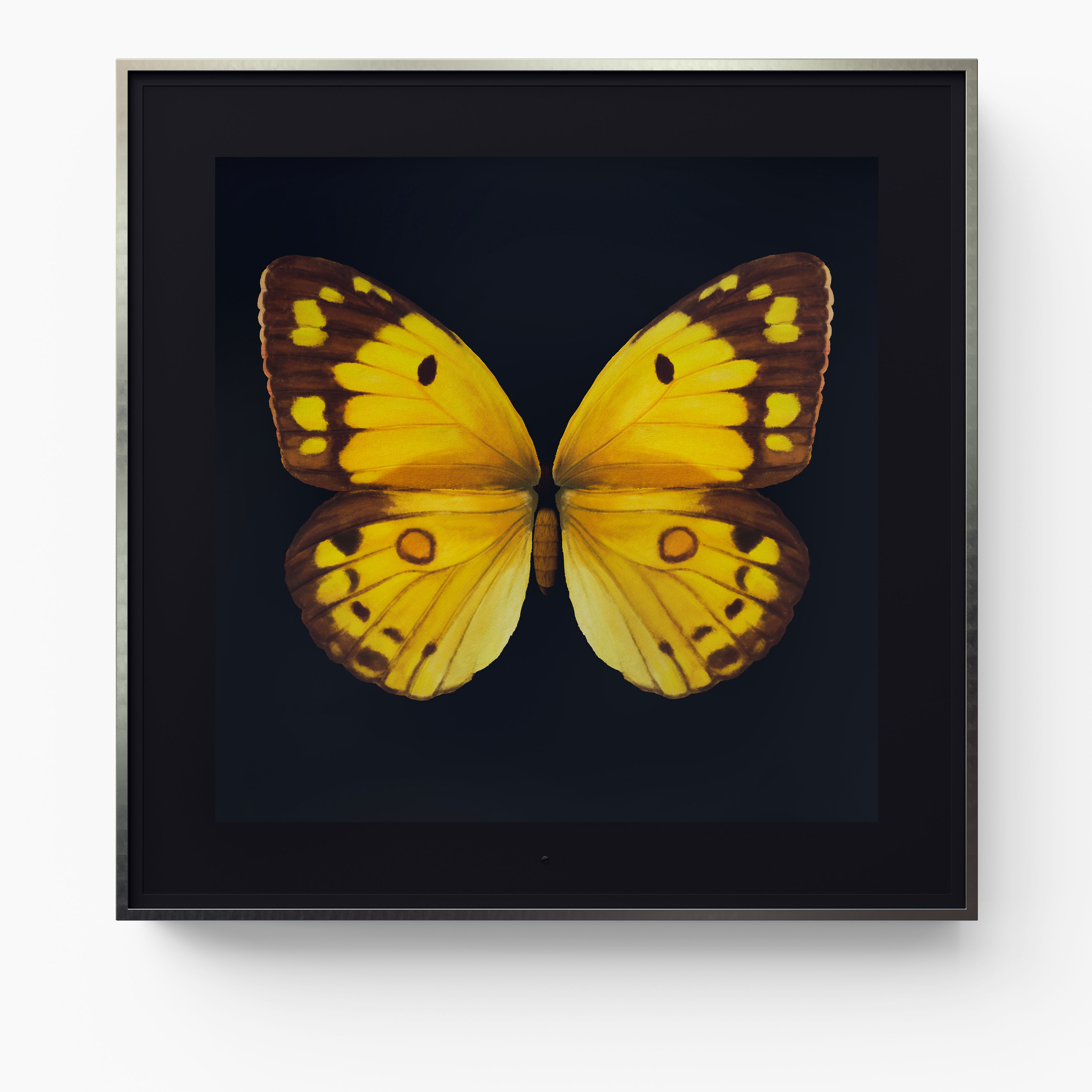 Metamorphosis: Solo - Clouded Yellow