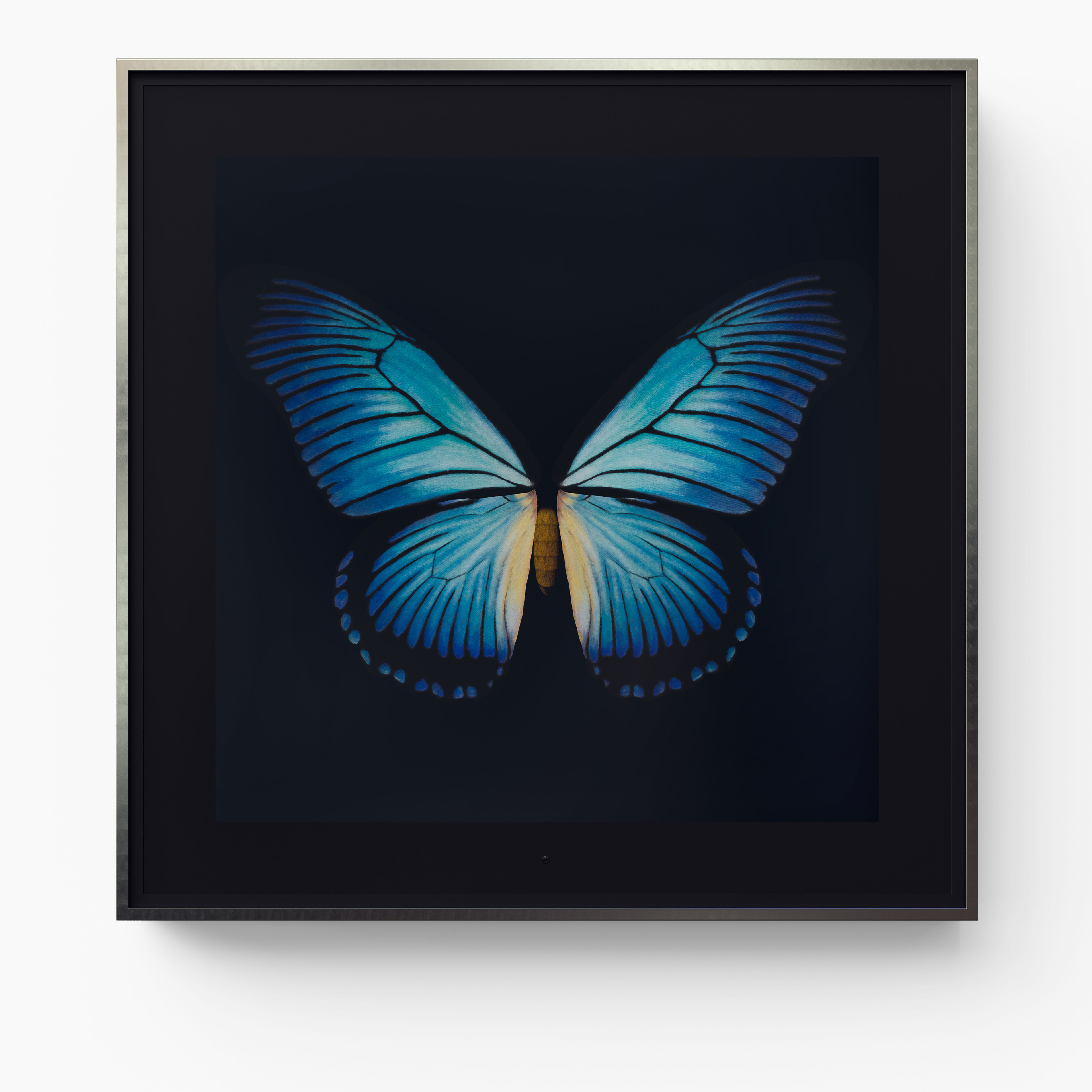 Metamorphosis: Solo - Giant Blue Swallowtail