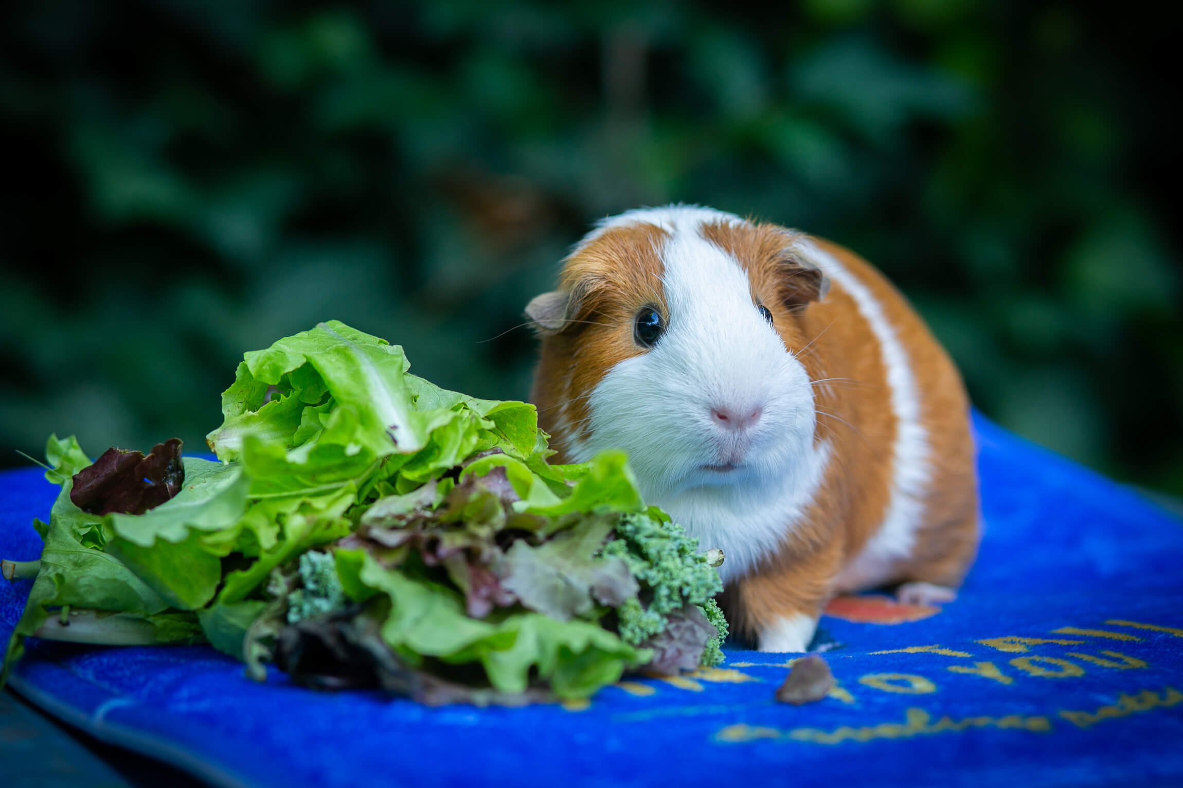 Guinea Pigs Tiny Tails To You