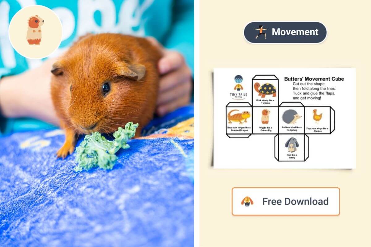 Guinea Pigs Tiny Tails To You