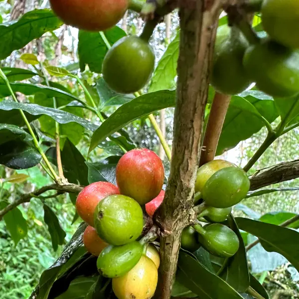 Coffee Farming How Land Affects Flavor & Body of Coffee