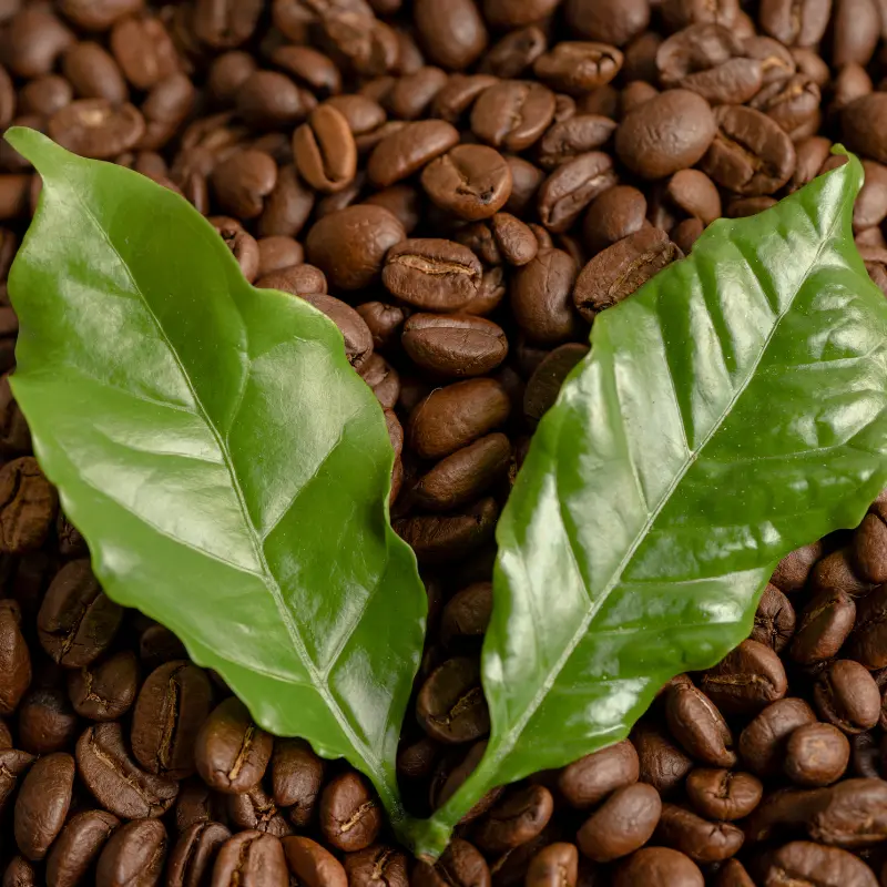 medium roast coffee beans and coffee leaves
