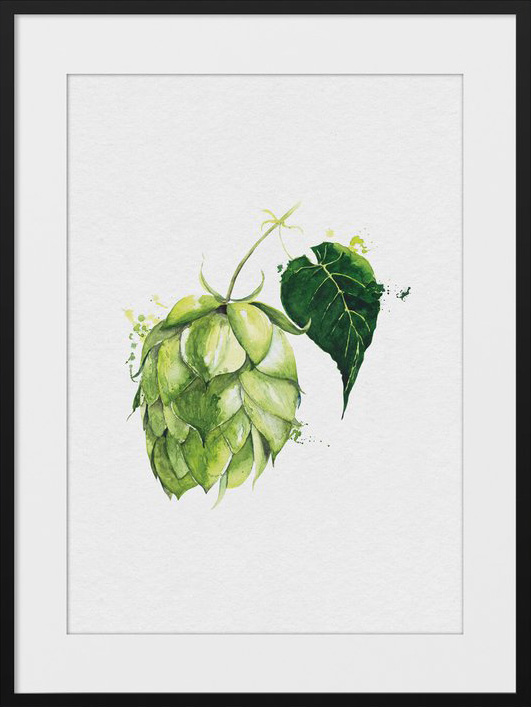 Watercolour style illustration of a hop flower by Yulia Shev