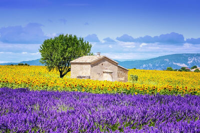 Tour of France