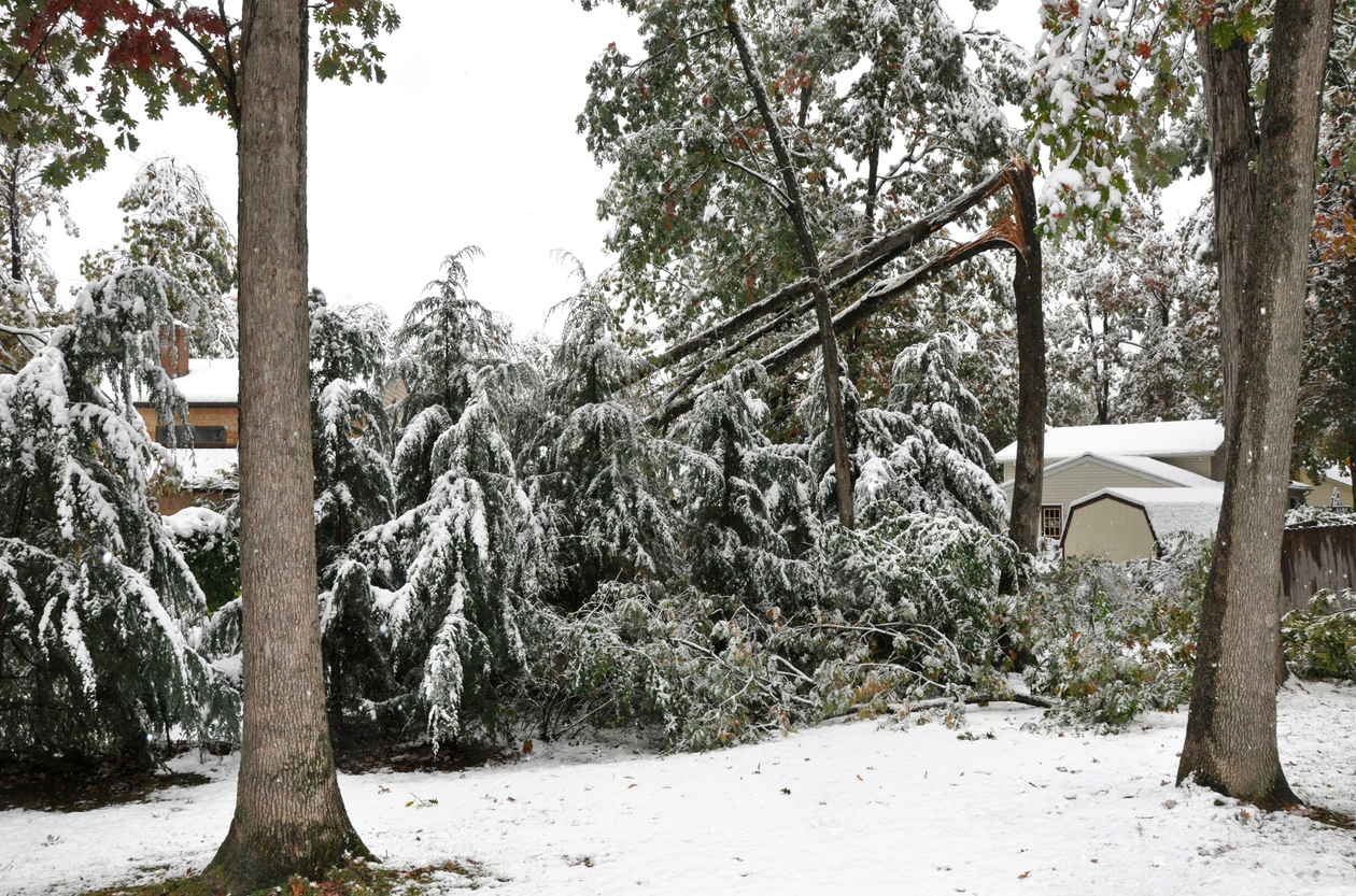 Drooping, Heavy Tree Limbs Damage Vacation Rental Properties