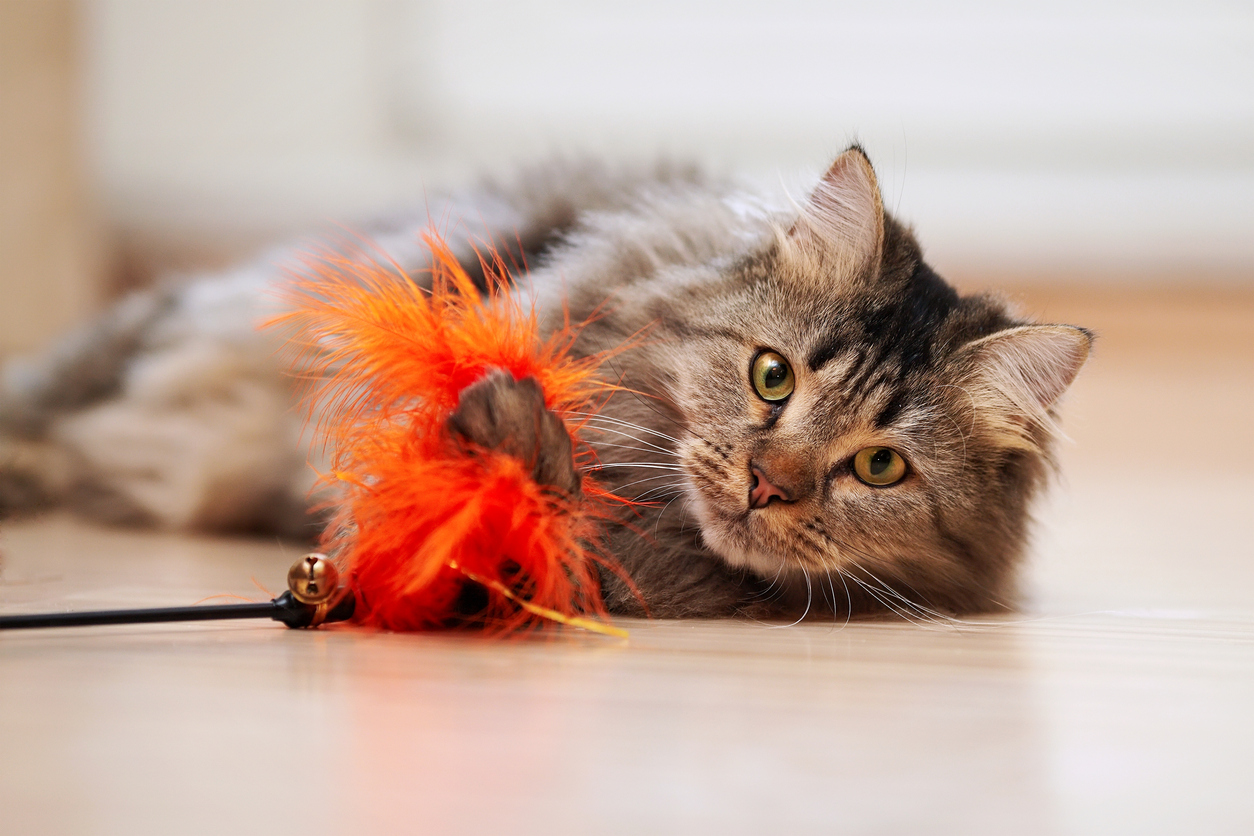 Pet Toys Prevents Vacation Rental Damage