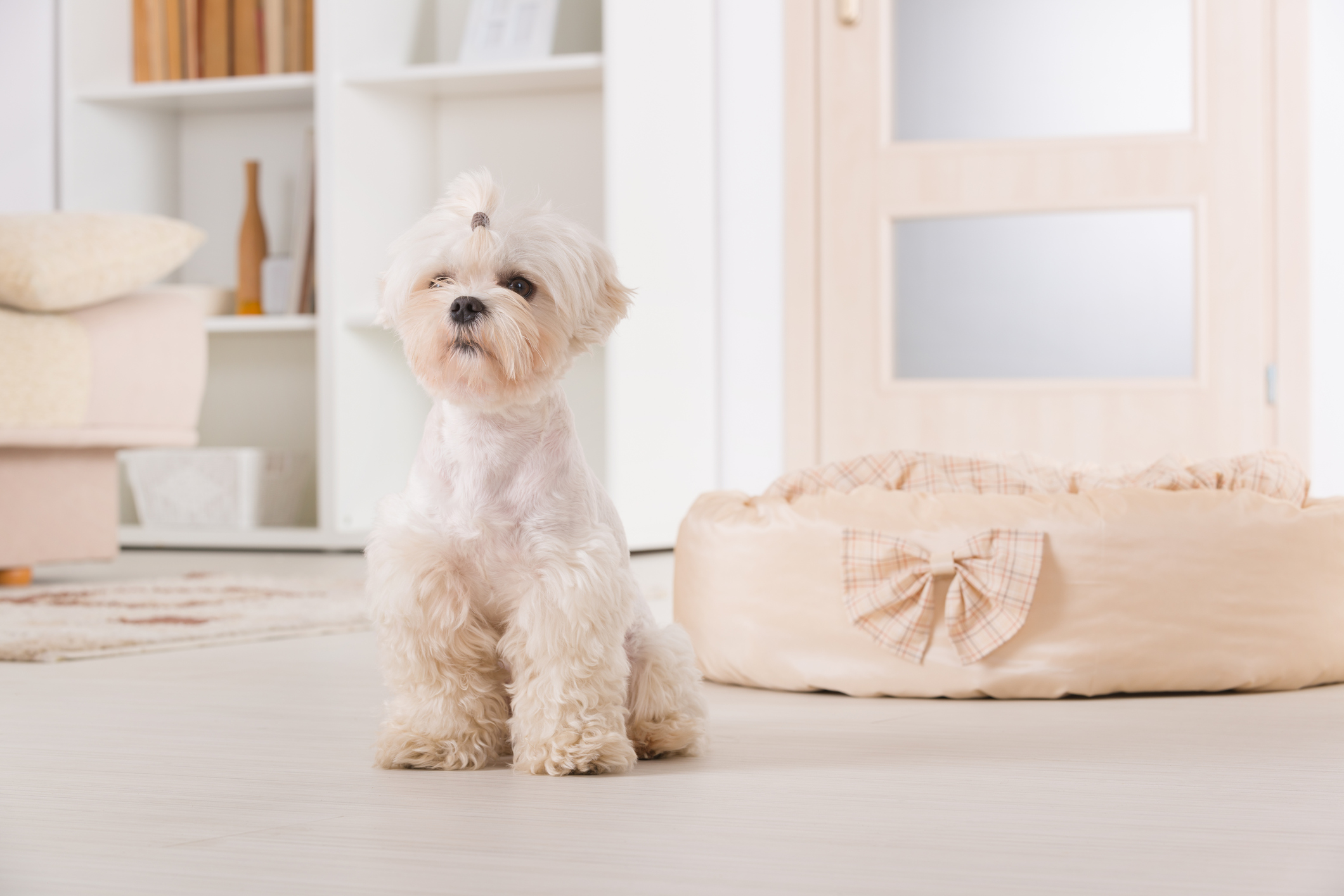 Keep Pets Off Furniture by Providing Their Own Area