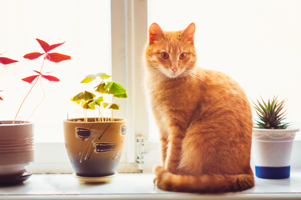 Bring Pets With You When Listing Your Weekend Rental