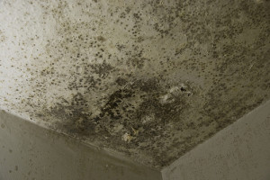 mold