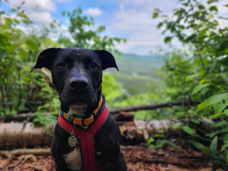 Enzo porte son harnais de canicross rouge. Il est assis et regarde la caméra. Derrière lui se trouve le point de vue avec un paysage de montagnes et de forêt.
