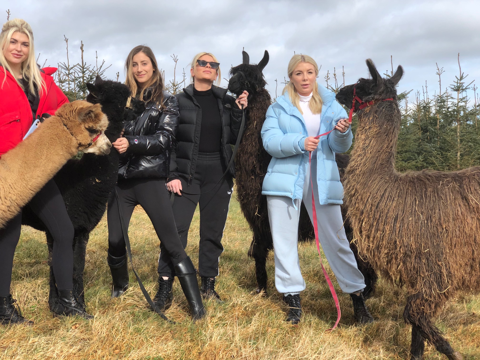 Netherfield Alpacas Coalburn, South Lanarkshire Llama Trekking