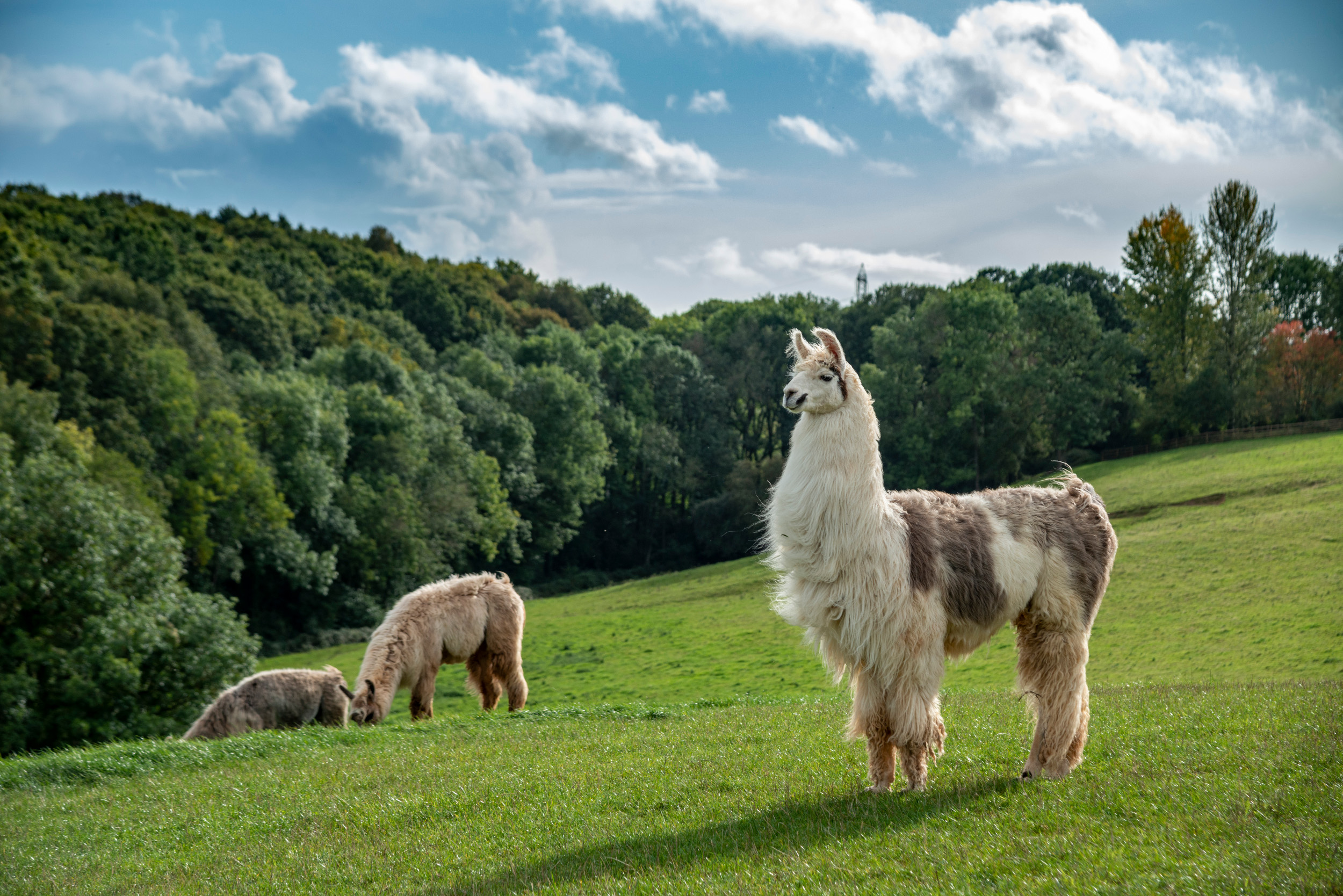 Briery Hill Llamas Newent, Gloucestershire Llama Trekking