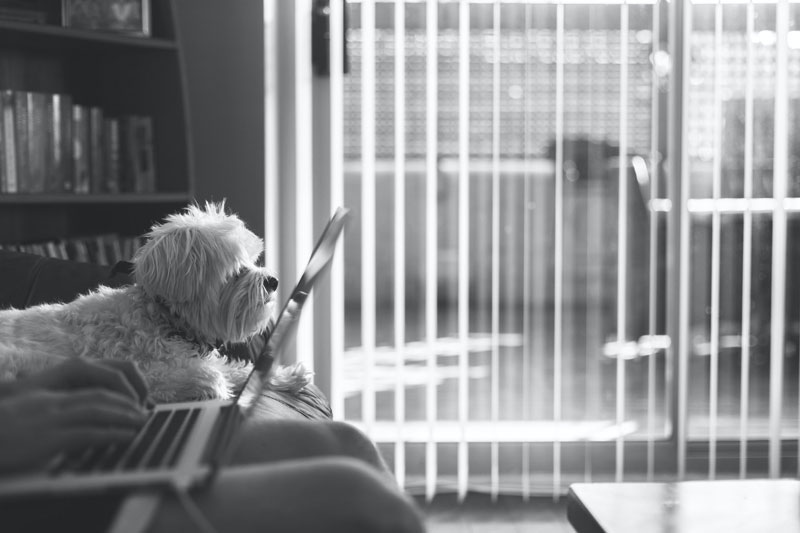 pet place condomínio