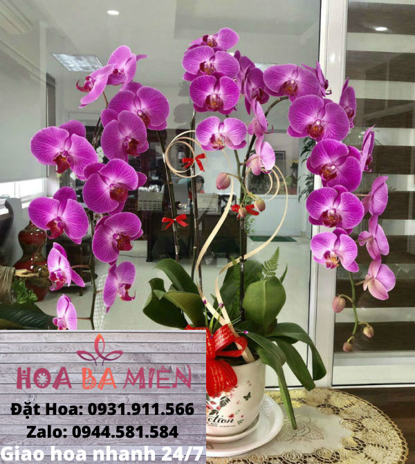 Lan Hồ Điệp 9002