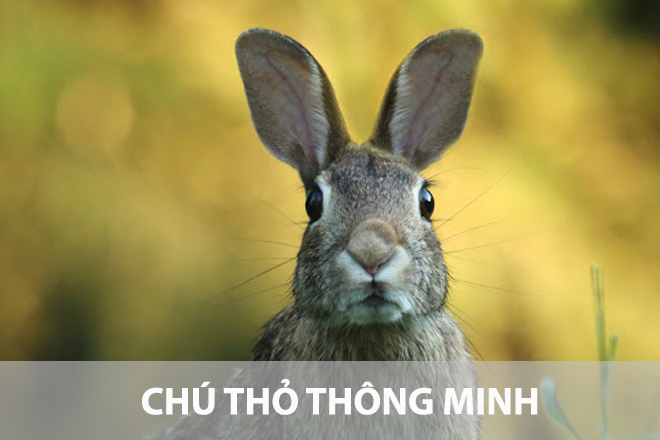 Chú thỏ thông minh