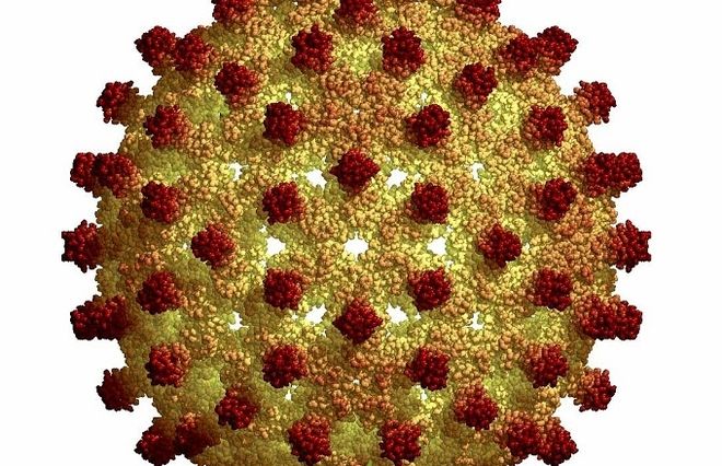virus viêm gan b
