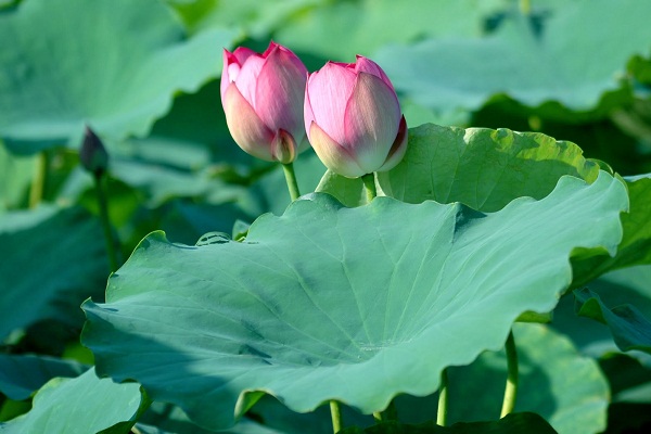 mụn nhọt ở mông