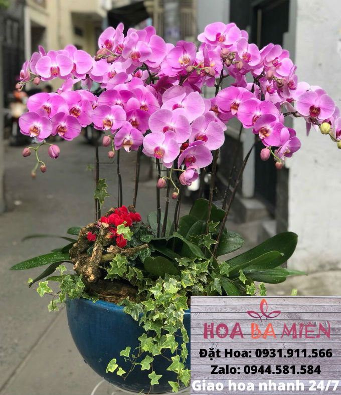 Lan Hồ Điệp 9019