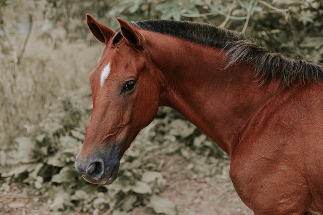 100 Best Spanish Horse Names By Kidadl