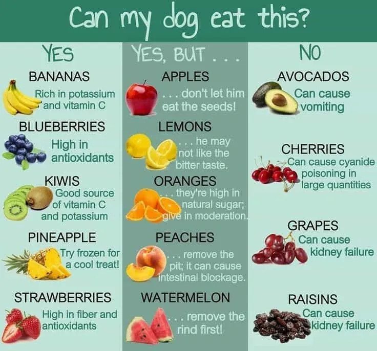 list of fruits dogs can eat