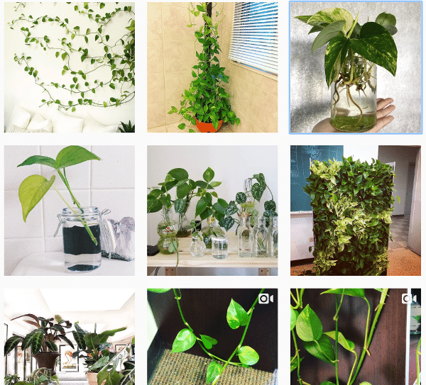 Pothos Plants for Indoor Growing
