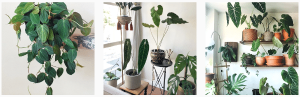 growing philodendron plants indoors