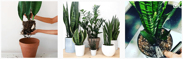 Snake Plants growing inside