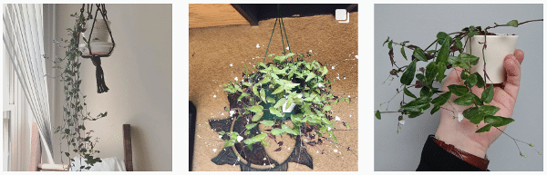 bridal veil indoor plants