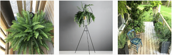 grow boston ferns indoors