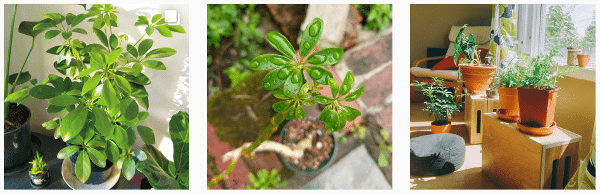 indoor umbrella trees