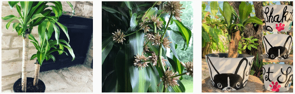 corn plants indoors