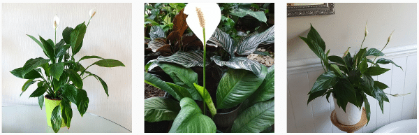 indoor peace lily plants