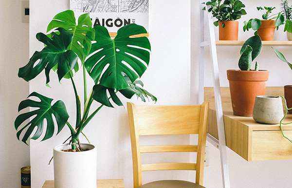 growing monstera plants inside