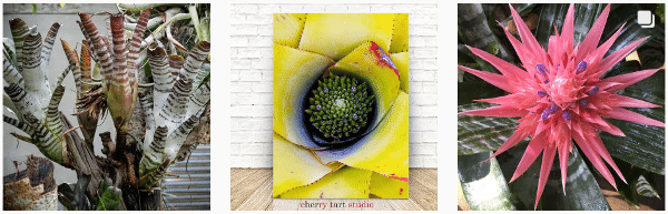 growing bromeliad plants inside