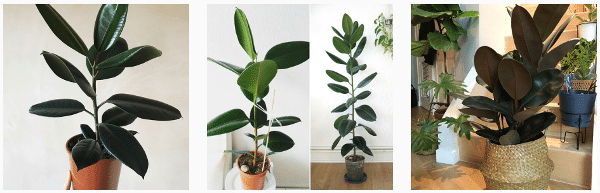 growing rubber plants indoors