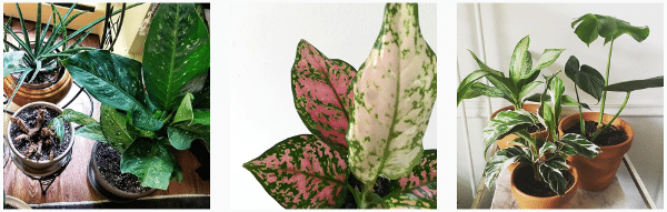 chinese evergreen plants