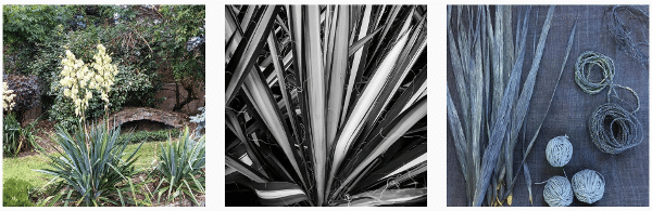 grow yucca plants indoors