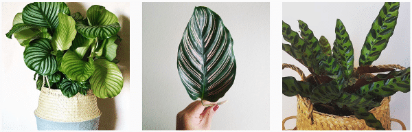 growing calathea plants inside