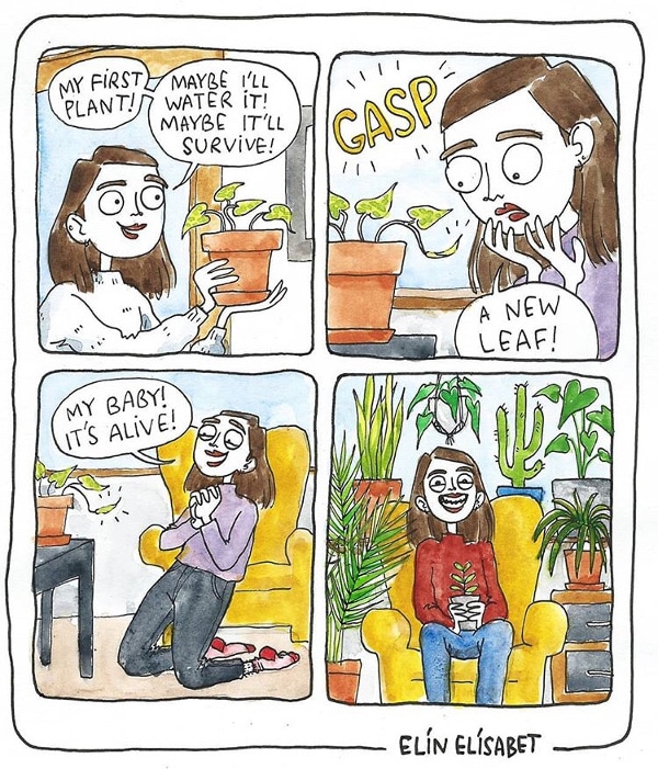 getting started with indoor plants