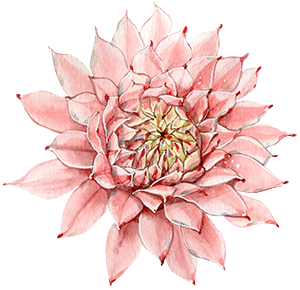 caring for pink succulents indoors