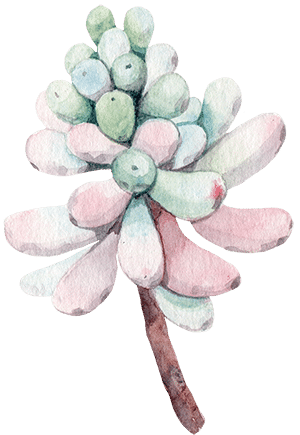 pink blue and yellow succulent fertilizer