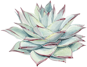 propagate your succulent leaves
