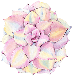 replanting and repotting succulents