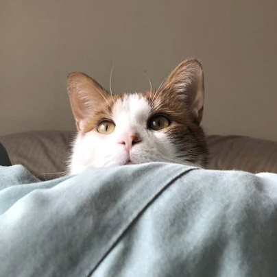 Mimi the cat