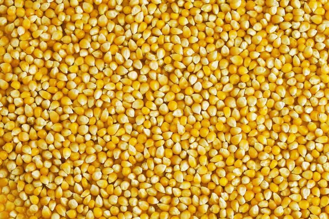 Six States Receive FDA Waiver to Allow Blending of Aflatoxin